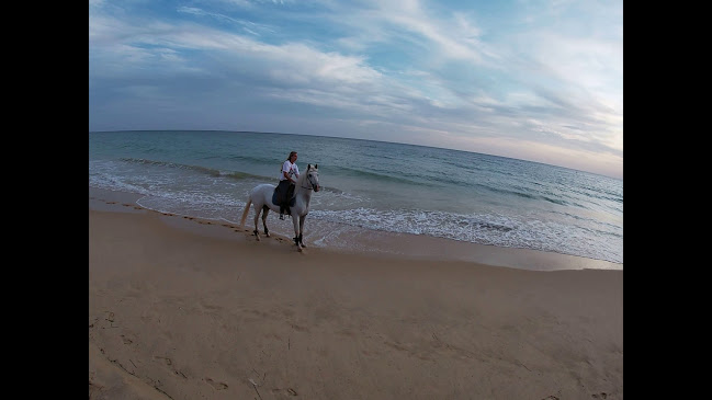 Avaliações doFalesia - Horse Riding Albufeira em Pombal - Escola