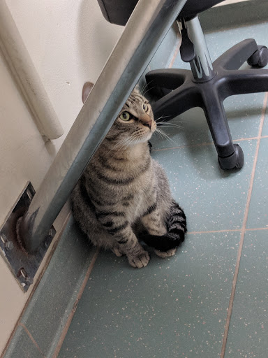 VCA North Division Animal Medical Center - Thumbnail