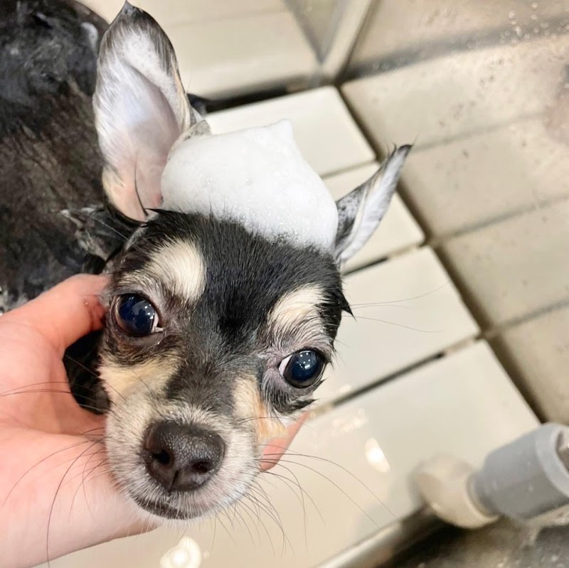 ドッグサロンブクブクbuku2+滝ノ水