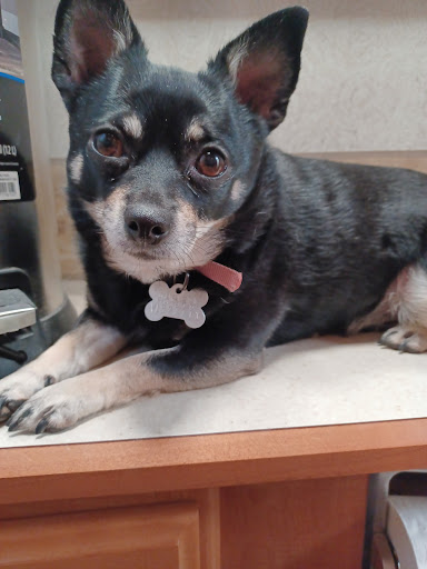 Calming Nature Pet Grooming, LLC - Thumbnail