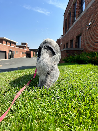 Veterinary Science - Visual
