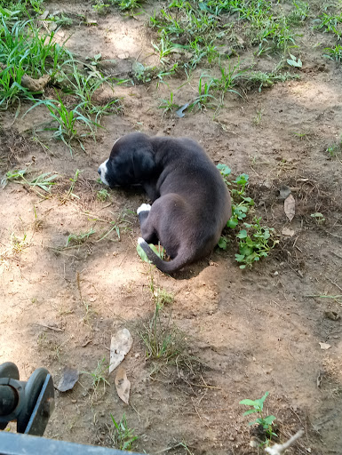 Mobile SPCA - Thumbnail