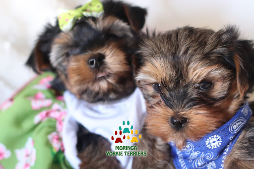 MORINGA YORKIE TERRIERS * TOP QUALITY TEACUP & TOY YORKIE PUPPIES CALIFORNIA