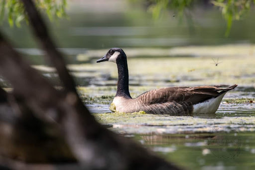 Hannen Lake Park - Benton Co. Conservation - Thumbnail