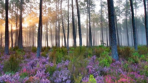 Photo de Groupement Forestier de la Compagnie des Landes