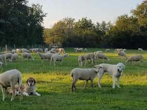 Photo n°2 de Gaec Bergerie de la cordiere Arcan Jean, Marie et Paul à L'Abergement-de-Varey (Éleveur)