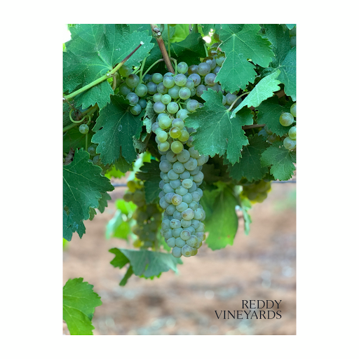 Reddy Vineyards