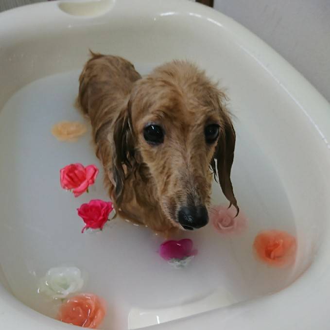 ナチュラルファミリー with Dog & Cat