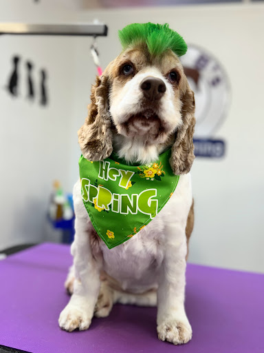 Aunt B's Pet Grooming - Thumbnail