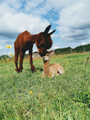 Posey Pacas Alpacas Gallery - United Kingdom