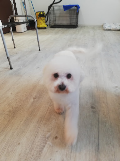 Hundesalon Dragana's Dog Spa - Thumbnail