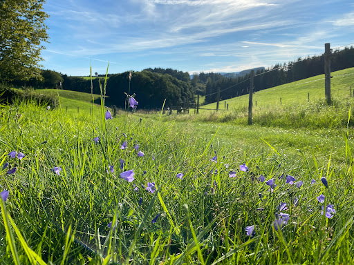 Waldsofa Schleiden/Oberhausen - Thumbnail