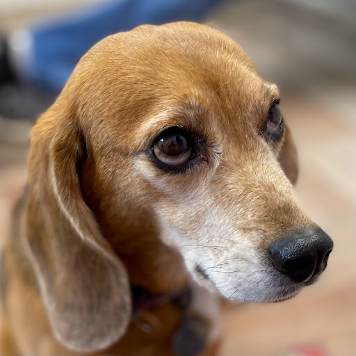 Bridgeport Veterinary Hospital Pet Resort & Spa - Thumbnail