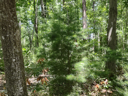 Oakbrook Nature Trail - Thumbnail