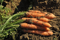 Champs de Légumes à Foreste