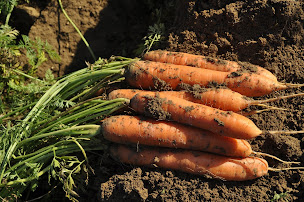 Photo n°1 de Champs de Légumes à Foreste (Maraîcher)
