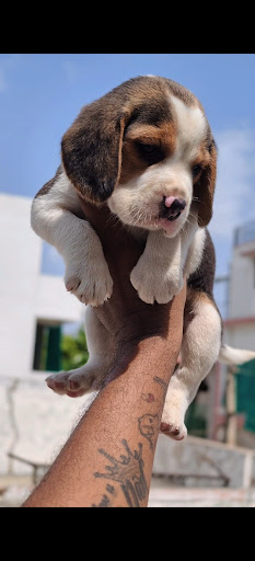 Beagle male puppy  post image