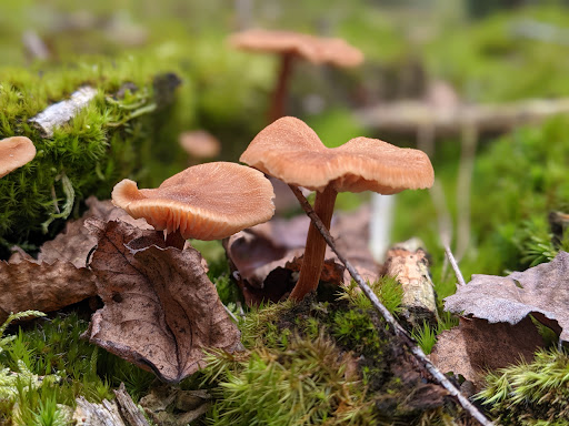 P-Veluwe Oostereng - Thumbnail