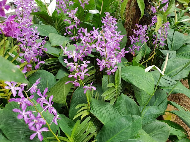 Queen Sirikit Botanic Garden