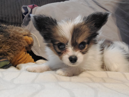 Donnetas Pups Logo