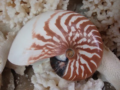 Photos of Bali Shell Museum