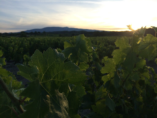 Le Plein Pagnier Bio