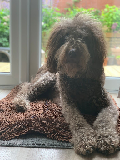Canine Sassoon - Thumbnail