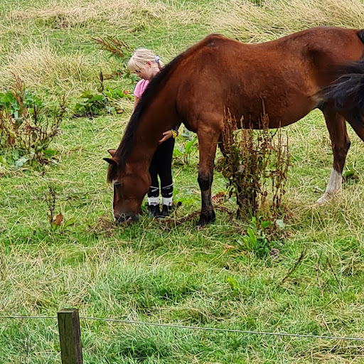 Pferde- und Ponyhof Schütte - Thumbnail