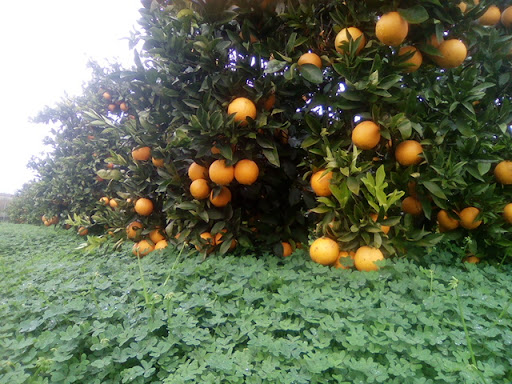 Naranjas del Turia - Thumbnail