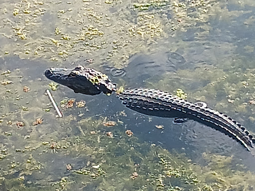 Cooter Pond Park - Thumbnail