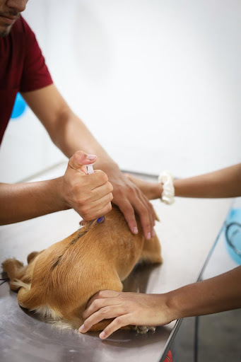 Clínica Veterinaria “CANNES”