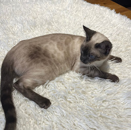 Photo n°14 de Fashionbengal à La Ferté-Hauterive (Éleveur)