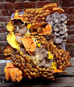 Two River Gourmet Mushrooms LLC 145 Stillhouse Rd, Millstone, NJ 08510