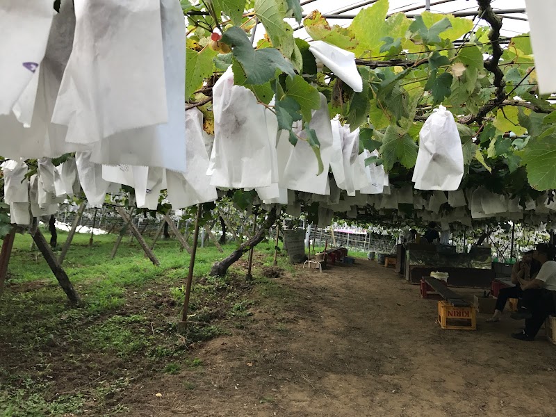 青蓮寺 湖 ぶどう 狩り