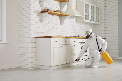 Best Pest Control Service in Kolkata | Safeguard Pest Exterminators LLP post image