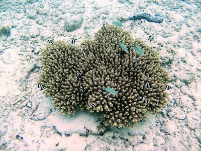 Photos of Asdhoo