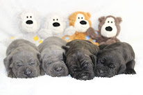 Elevage de Cane Corso La Treizième Légion / Élevage et vente de chiots LOF à Sougé-le-Ganelon