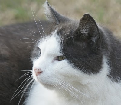 veterinary-care