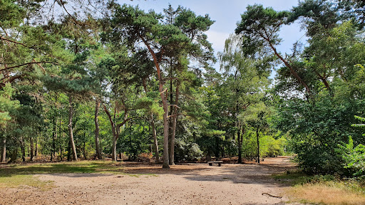 Sonse bos