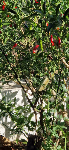 Ταβέρνα Δημήτρης