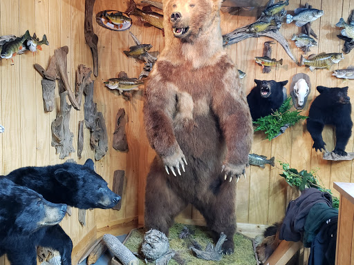Animal Art Taxidermy Studio - Thumbnail