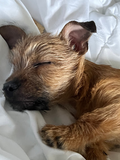 East Valley Emergency Pet Clinic Gallery - United States