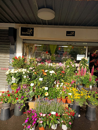 HILARIA FLEURS - Thumbnail