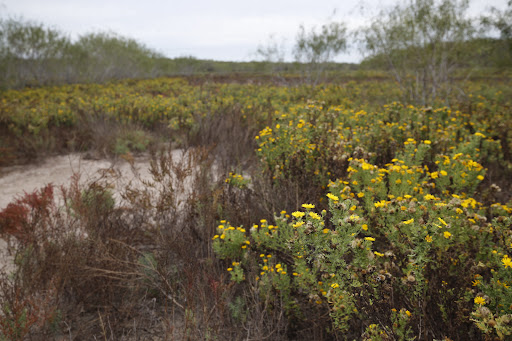 La Sal del Rey - NWR - Thumbnail