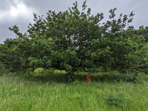 Dell Piece West Nature Reserve - Thumbnail