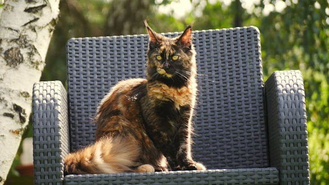 CoonKitty breeding Maine Coons, Author: Paweł Popowski