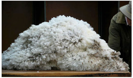Southern Wool Buyers