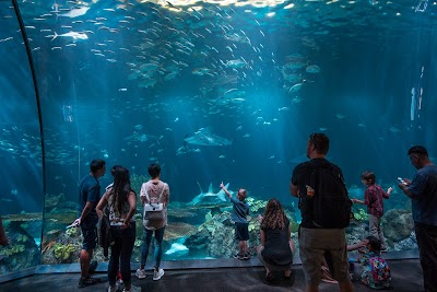 Shedd Aquarium