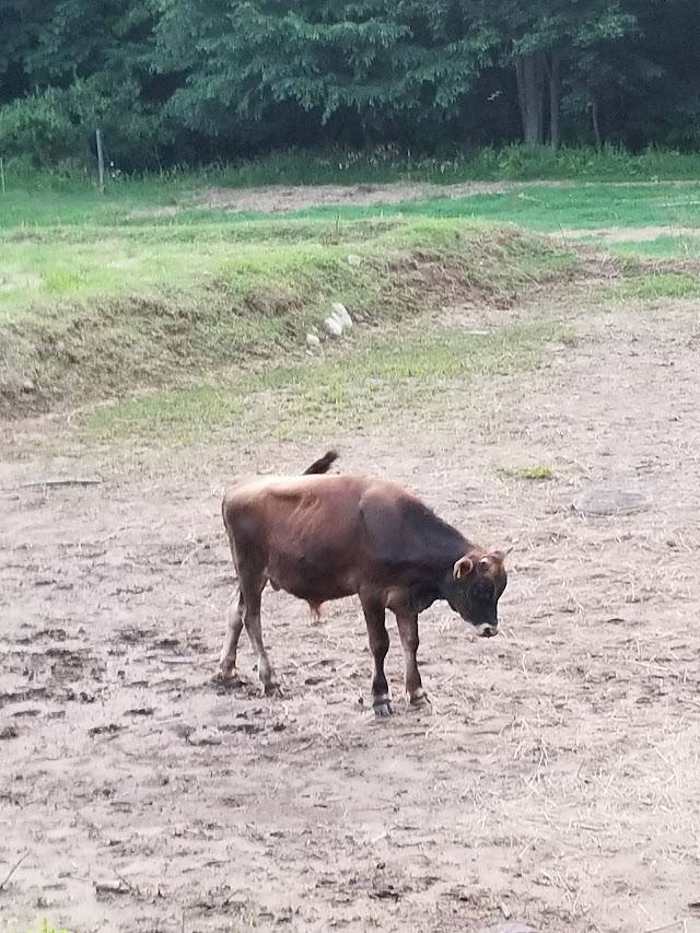 なかほら牧場(中洞牧場)