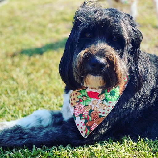 Dogs Empire Grooming Service